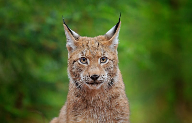 ay-lynx